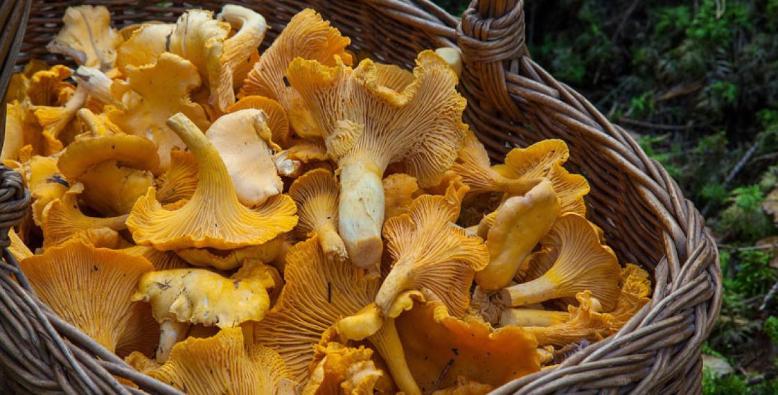 Caesium-137 in mushrooms exceeds norm by 40% in Minsk Region