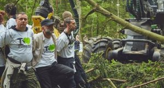 Is Belavezha Forest under threat from Poland?