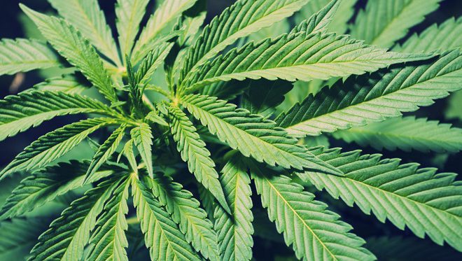 Петиция о легализации марихуаны беларусь безопасность в тор браузере