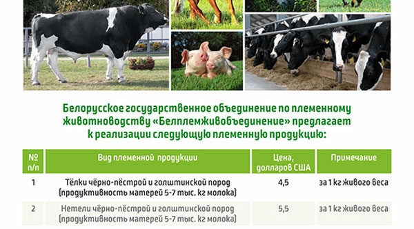 Чем хороши коровы-голштины, которых рекламирует Лукашенко
