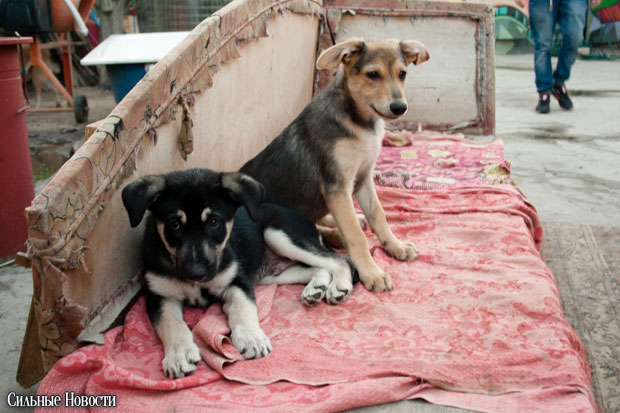 Animal cruelty in Belarus Animal cruelty in Belarus