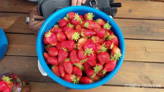 В Лунинецком районе клубничный сезон начинается раньше обычного