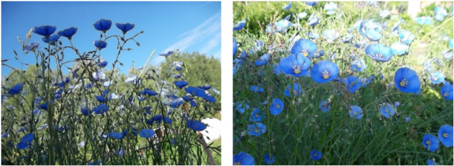 Факты о Беларуси, которые шокируют иностранцев. И многих белорусов тоже