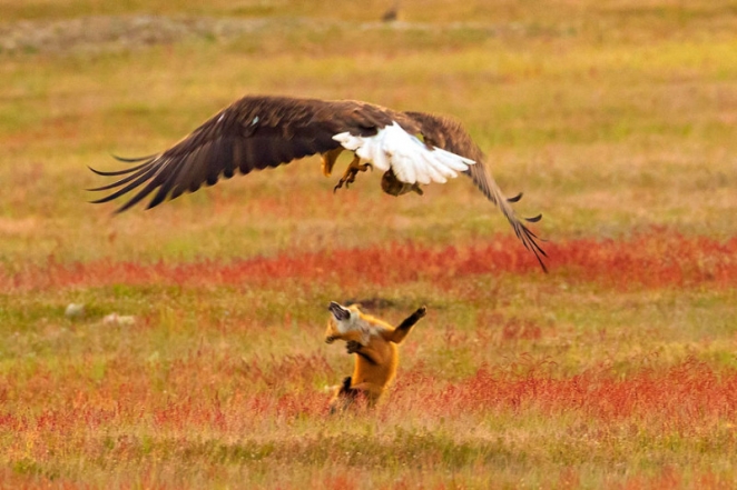 Зообитва года: эпичное сражение орлана и лисы за обед
