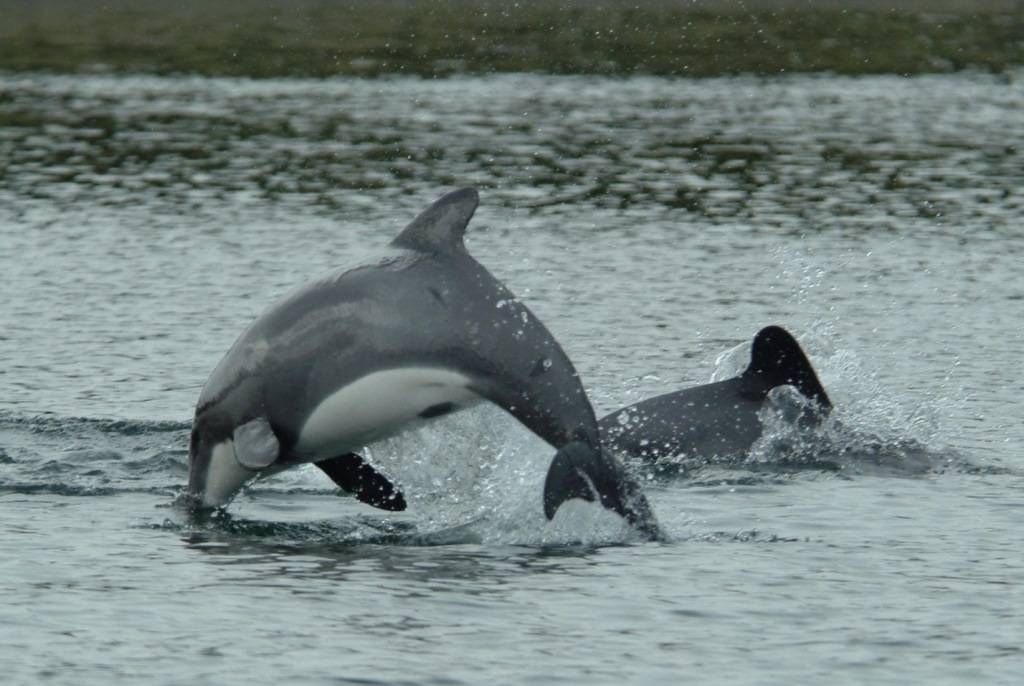 Картинка черный дельфин