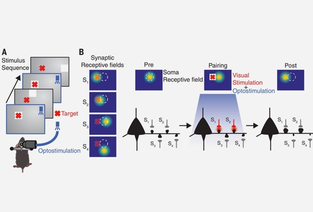 Найден способ перепрограммировать мозг
