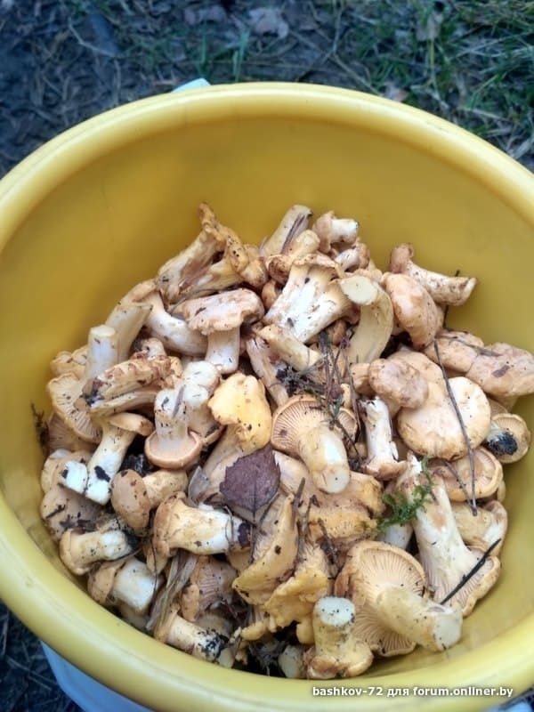 В Беларуси началась "грибная лихорадка" - фото В Беларуси началась "грибная лихорадка" - фото