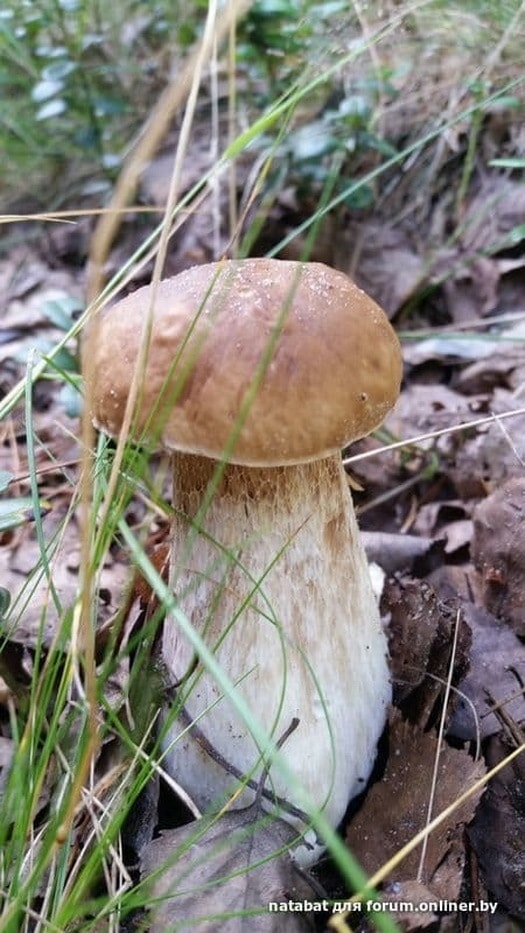 В Беларуси началась "грибная лихорадка" - фото В Беларуси началась "грибная лихорадка" - фото