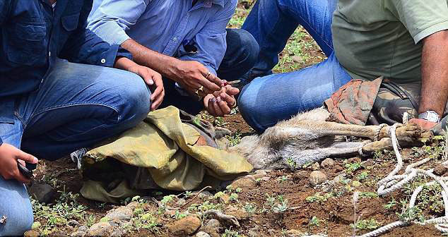 Волк с пластиковой бутылкой на голове: случайный кадр фотографа спас животное от мучительной смерти Волк с пластиковой бутылкой на голове: случайный кадр фотографа спас животное от мучительной смерти