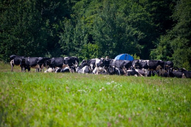 Коровам на ферме подключили более качественную воду, чем людям