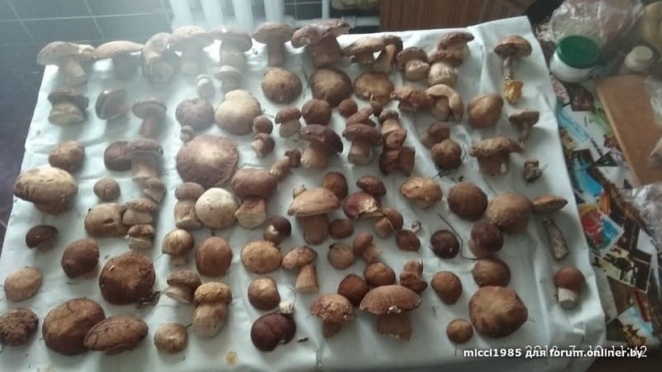 В Беларуси началась "грибная лихорадка" - фото