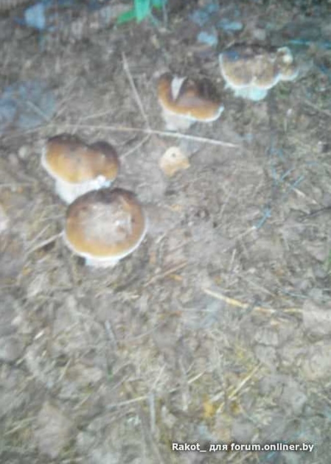 В Беларуси началась "грибная лихорадка" - фото