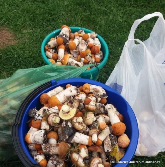 В Беларуси началась "грибная лихорадка" - фото