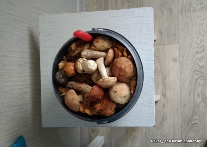 В Беларуси началась "грибная лихорадка" - фото