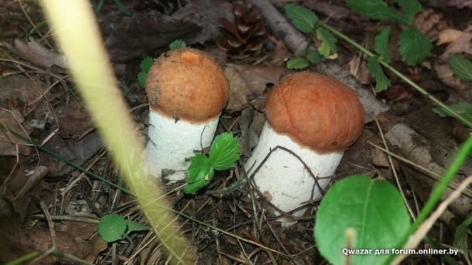 В Беларуси началась "грибная лихорадка" - фото
