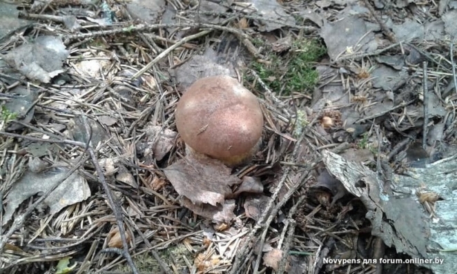 В Беларуси началась "грибная лихорадка" - фото