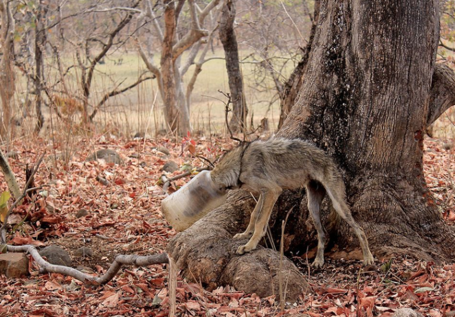 Волк с пластиковой бутылкой на голове: случайный кадр фотографа спас животное от мучительной смерти