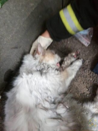 Минского кота чуть не убила стиральная машина