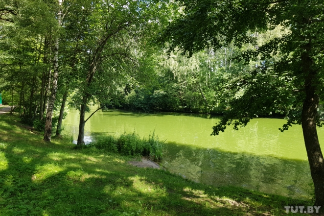 Жуть! Вода в Комсомольском озере позеленела еще больше