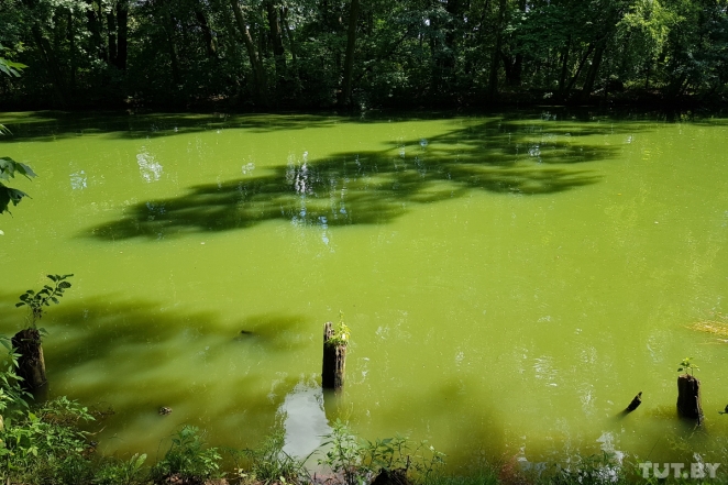 Жуть! Вода в Комсомольском озере позеленела еще больше