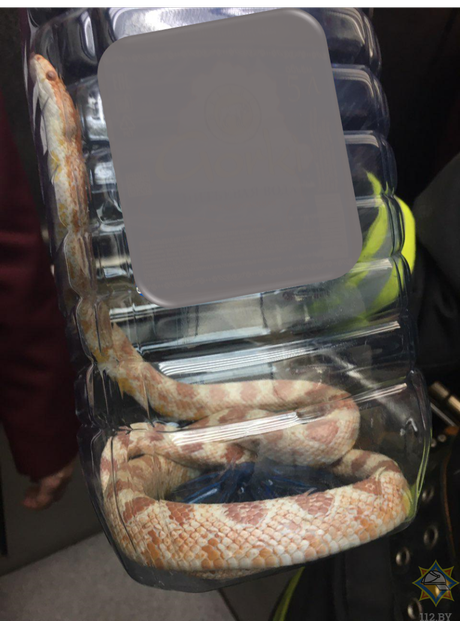 В минской гостинице словили змею