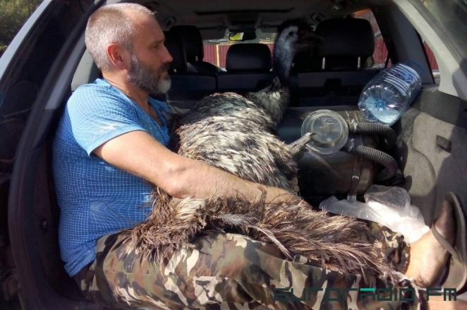 Страус, сбежавший из вольера под Осиповичами, нашёлся под Дзержинском