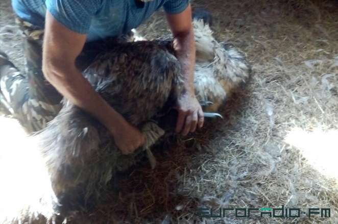 Страус, сбежавший из вольера под Осиповичами, нашёлся под Дзержинском