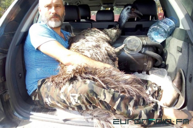 Страус, сбежавший из вольера под Осиповичами, нашёлся под Дзержинском