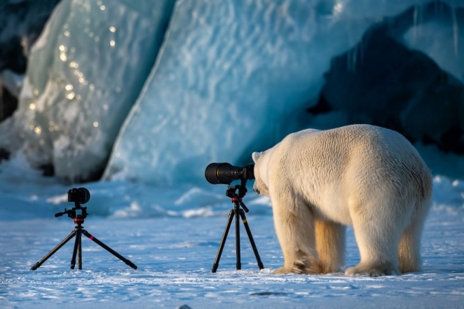 Все животные делают это: объявлены финалисты фотоконкурса "Самые смешные фотографии дикой природы"