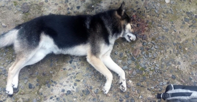 Подстреливший "чупакабру" егерь: Убил с первого выстрела