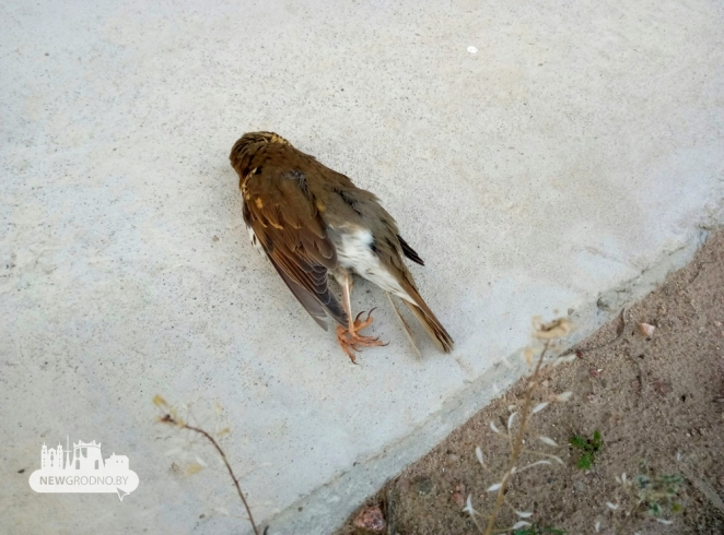 Гродненские дети жестоко убивали птицу об стену - милиция ищет беглецов