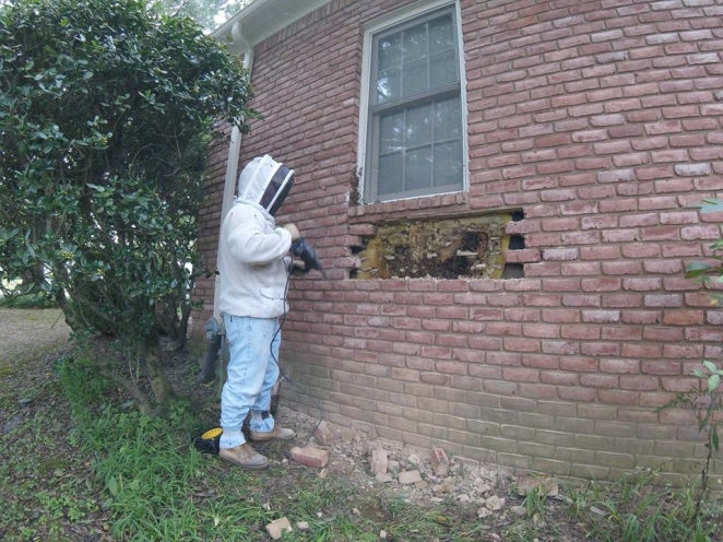 "Никогда такого не видел": повелитель пчел вскрыл стену жилого дома и обнаружил целую цивилизацию