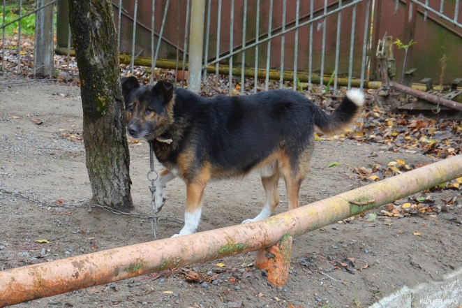 Слуцкие рабочие массово вышли к исполкому