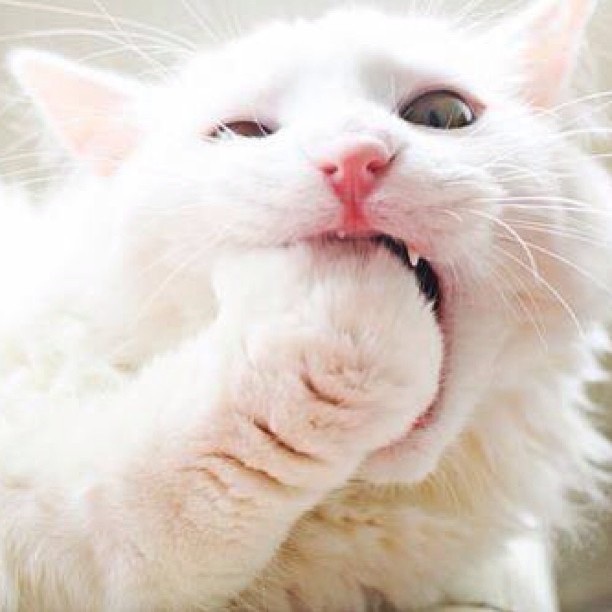 6 странных кошачьих привычек, которым, оказывается, есть объяснение 6 странных кошачьих привычек, которым, оказывается, есть объяснение