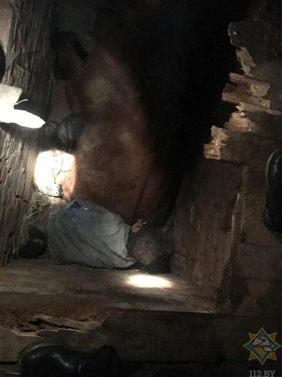 В Полоцком районе на мужчину упала... лошадь