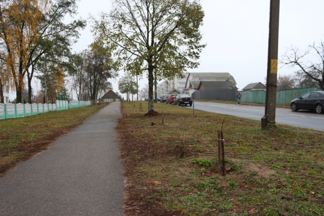 В Рогачеве три школьника взамен сломанных деревьев посадили новые