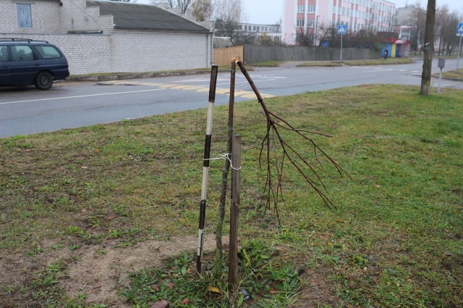В Рогачеве три школьника взамен сломанных деревьев посадили новые