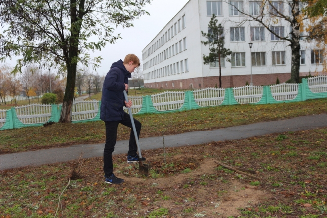 В Рогачеве три школьника взамен сломанных деревьев посадили новые