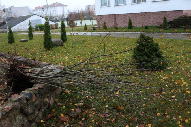 В Рогачеве три школьника взамен сломанных деревьев посадили новые