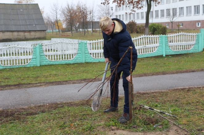 В Рогачеве три школьника взамен сломанных деревьев посадили новые