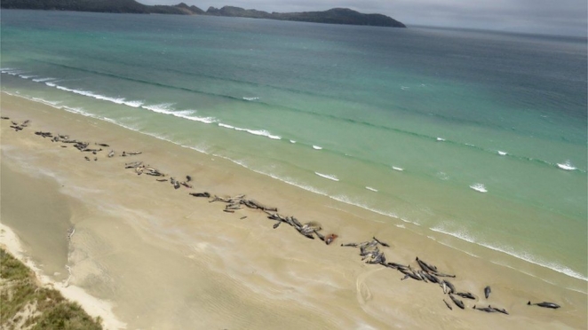 Массовая гибель дельфинов в Новой Зеландии: "У них стояли слезы в глазах"