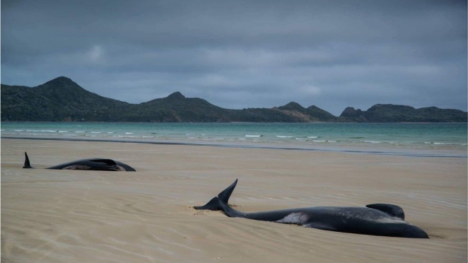 Массовая гибель дельфинов в Новой Зеландии: "У них стояли слезы в глазах"