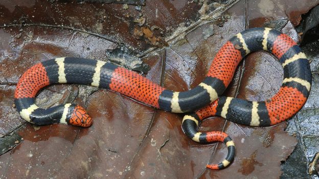 В желудке змеи обнаружена неизвестная науке рептилия