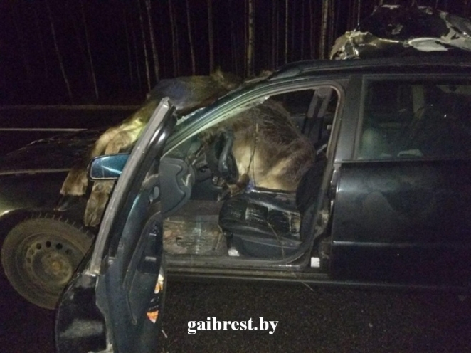Вот это непруха: в Ивацевичском районе женщина на Audi сбила сразу двух лосей 
