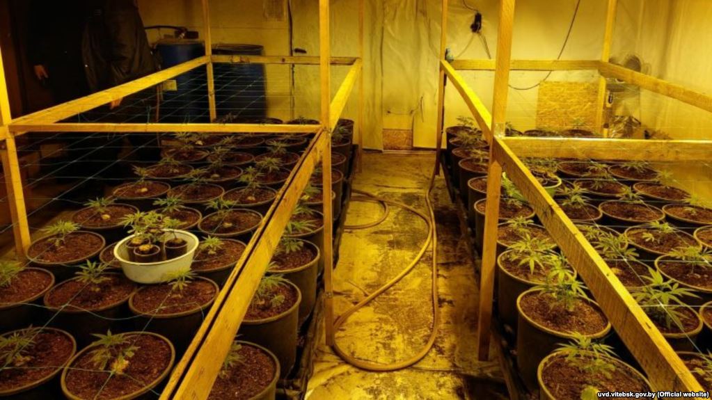 Belarus Police Bust 'Biggest Marijuana Operation In Years'