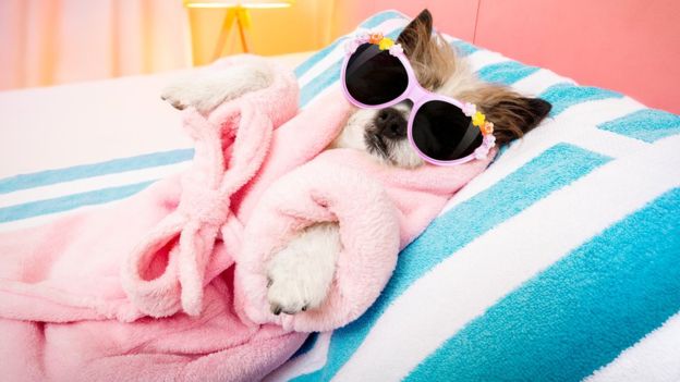 Как спать не хуже, чем профессиональные спортсмены? Как спать не хуже, чем профессиональные спортсмены?