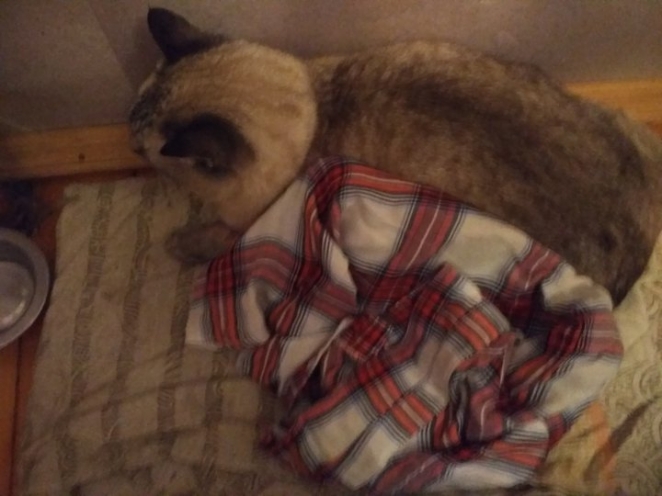 Минчанин выбросил кота из окна и сказал, что это его личное дело