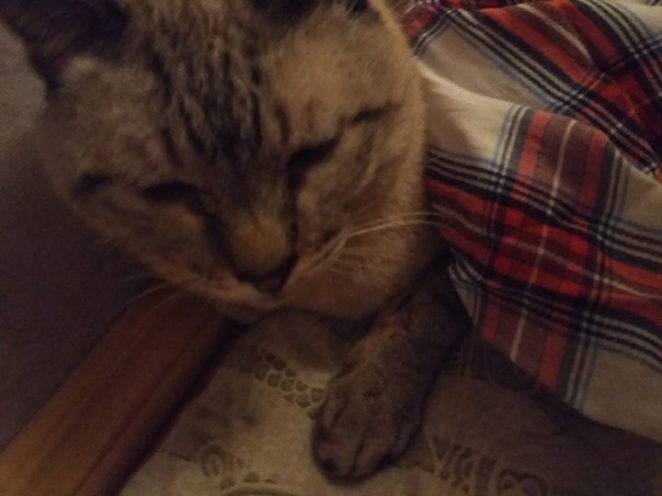 Минчанин выбросил кота из окна и сказал, что это его личное дело