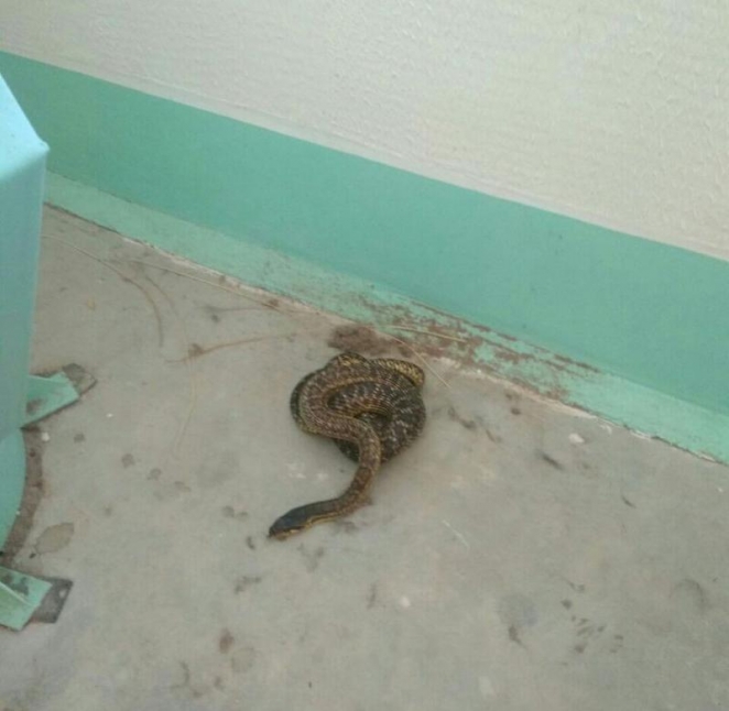 Чтобы соседи не мусорили около мусоропровода, женщина выпустила в подъезд змею