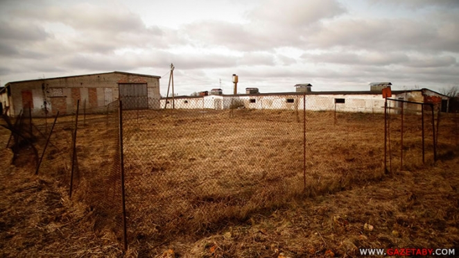 "Прирезали 666 свиней и закопали вблизи деревни"